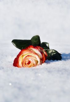 Rose In The Snow In The Winter Stock Photo Rose In The Snow In The Winter Stock Photo