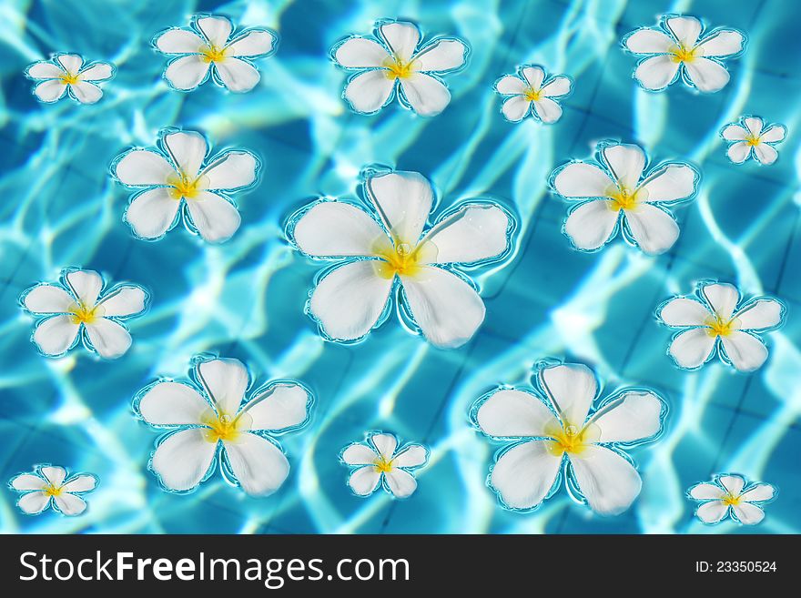 Frangipani flower in Tahiti swimming pool. Frangipani flower in Tahiti swimming pool