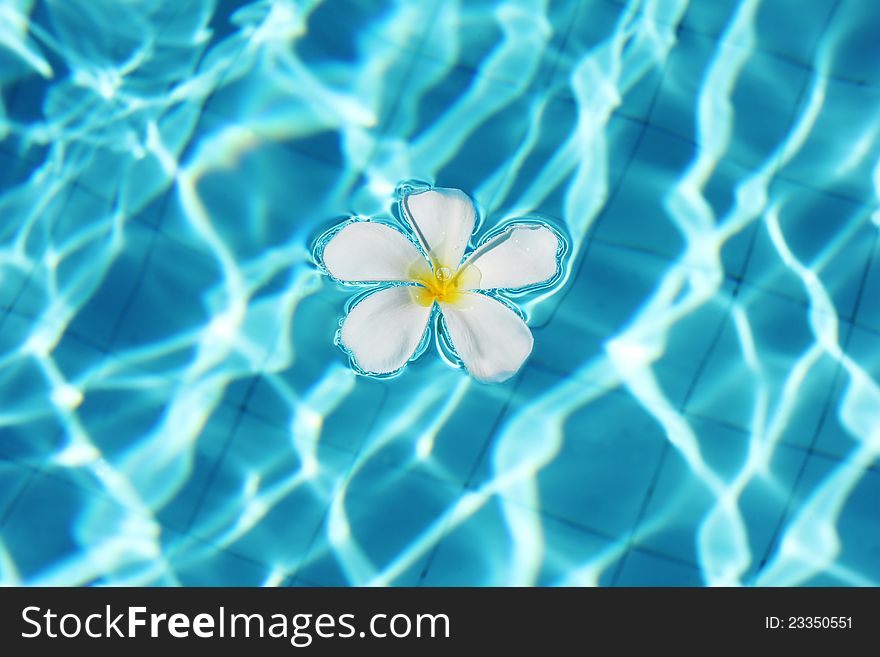 Frangipani flower in Tahiti swimming pool. Frangipani flower in Tahiti swimming pool