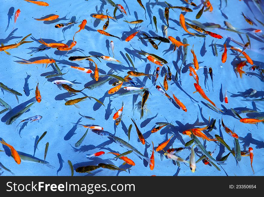 The ornamental fish in the pond