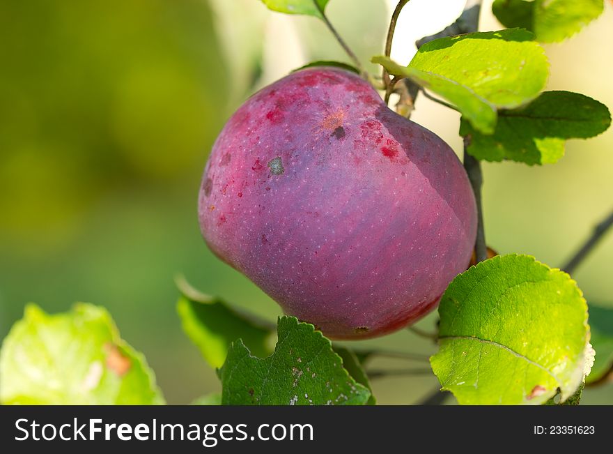 Red apple in the garden .