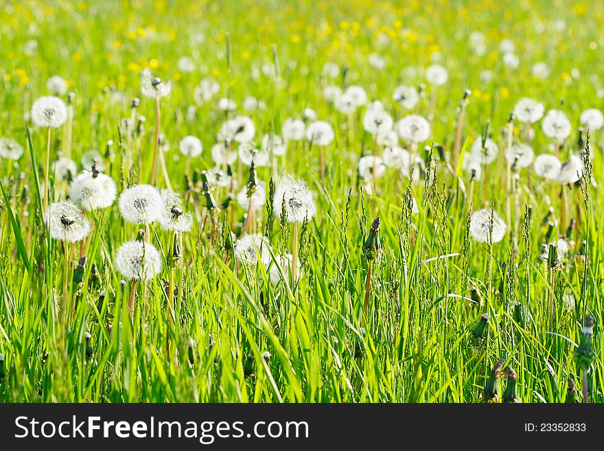 Many dandelions on a field.