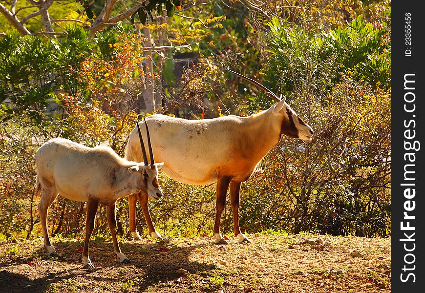 Addax at miami zoo in sunlight