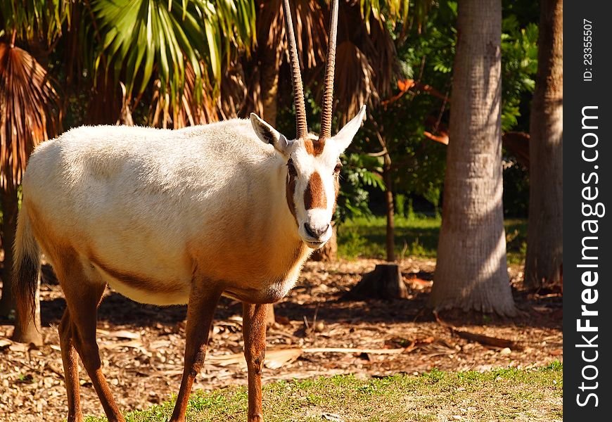 Addax at miami zoo in sunlight looking direct to camera. Addax at miami zoo in sunlight looking direct to camera