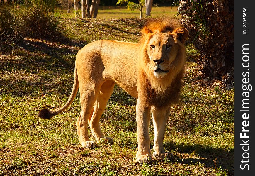 Mail lion staring on light sun on grass, zoo attraction. Mail lion staring on light sun on grass, zoo attraction