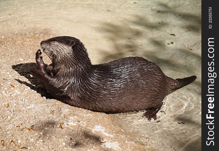 Otter eating at zoo during sunny day half in water and rock