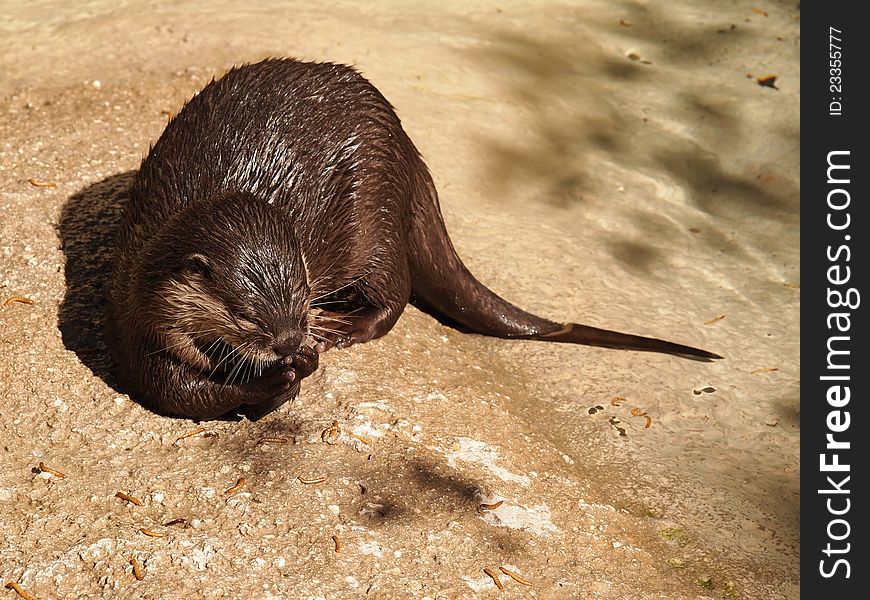 Otter eating at zoo during sunny day half in water and rock
