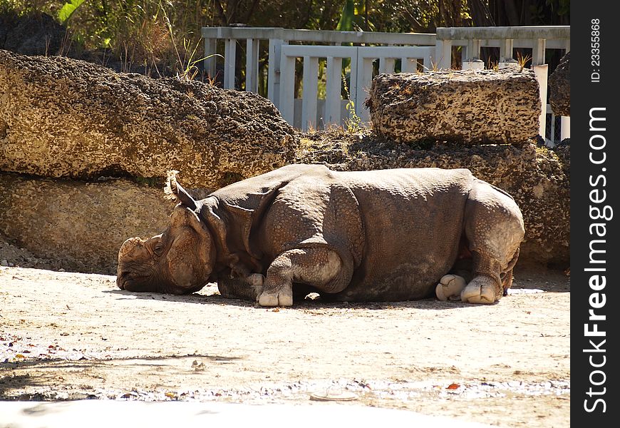 Asian rhinoceros resting at zoo during sunny day at park