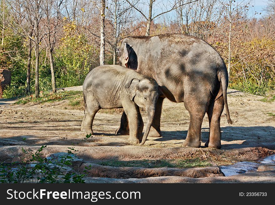 A mother and her baby elephant in a park. A mother and her baby elephant in a park