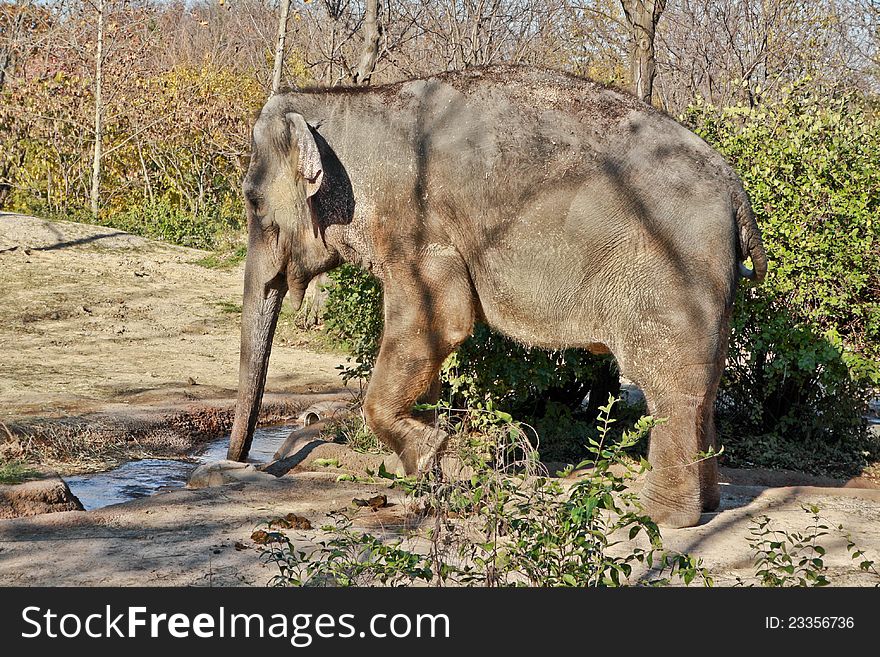 A young elephant drinking water from a small stream