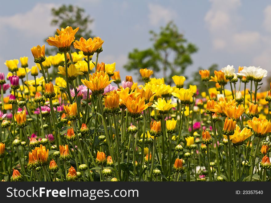 Colorful  chrysanthemum  flowers in garden