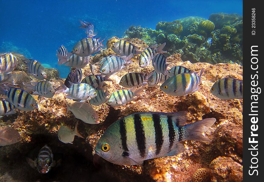 Different colored fish among the corral. Different colored fish among the corral