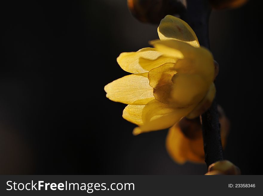 Calyx Canthus