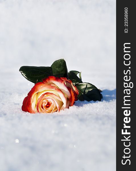 Rose on a background of snow in the winter. Rose on a background of snow in the winter