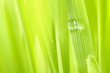 Dew Drop On Green Grass Macro Stock Image