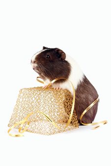 Celebratory Guinea Pigs Royalty Free Stock Photos Celebratory Guinea Pigs Royalty Free Stock Photos