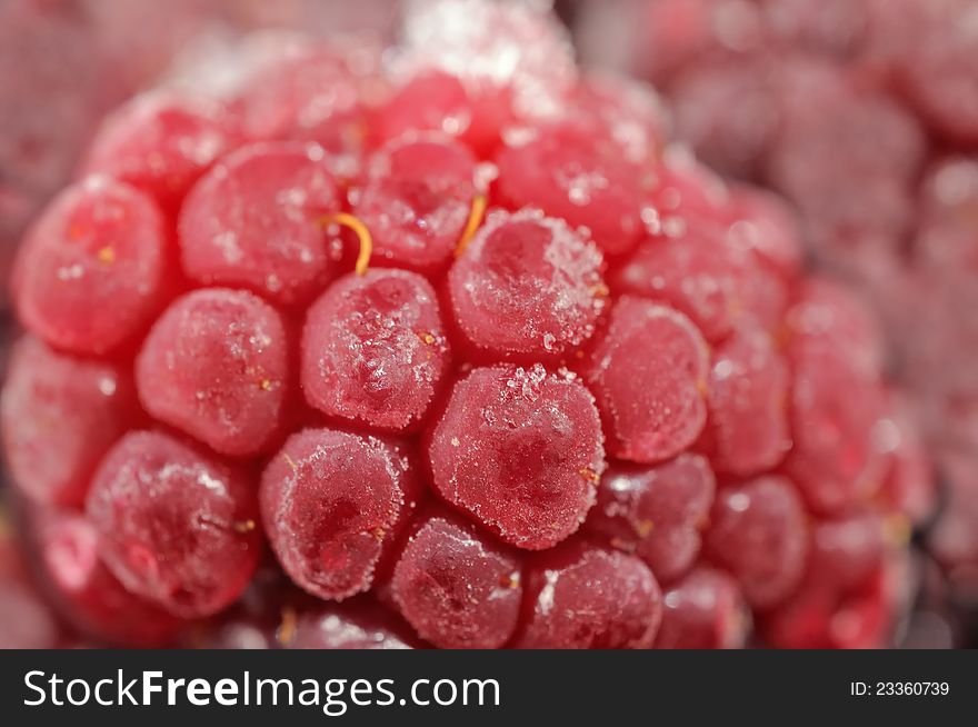 A close-up of a frozen raspberry. A close-up of a frozen raspberry