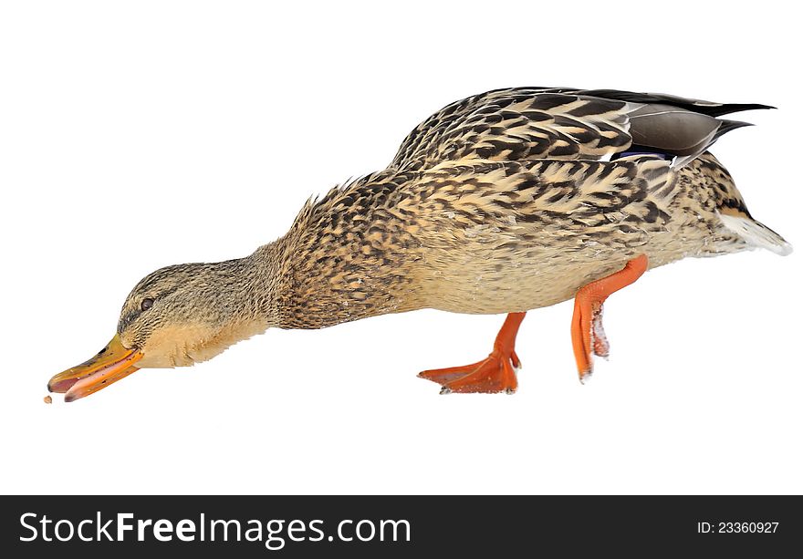 A mallard duck stretching for food isolated on a white background