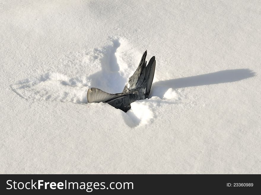 Dead Pigeon In Snow