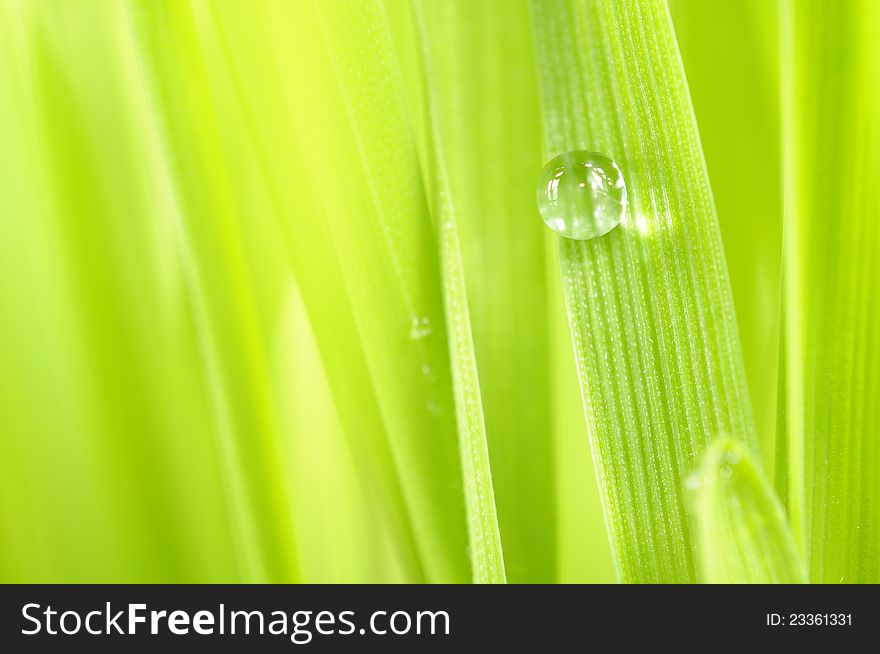 A macro shot of a dew drop on green grass. A macro shot of a dew drop on green grass