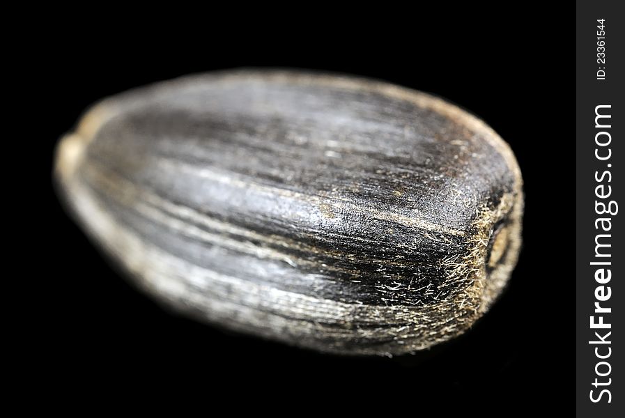 A macro shot of a black sunflower seed on a black background. A macro shot of a black sunflower seed on a black background