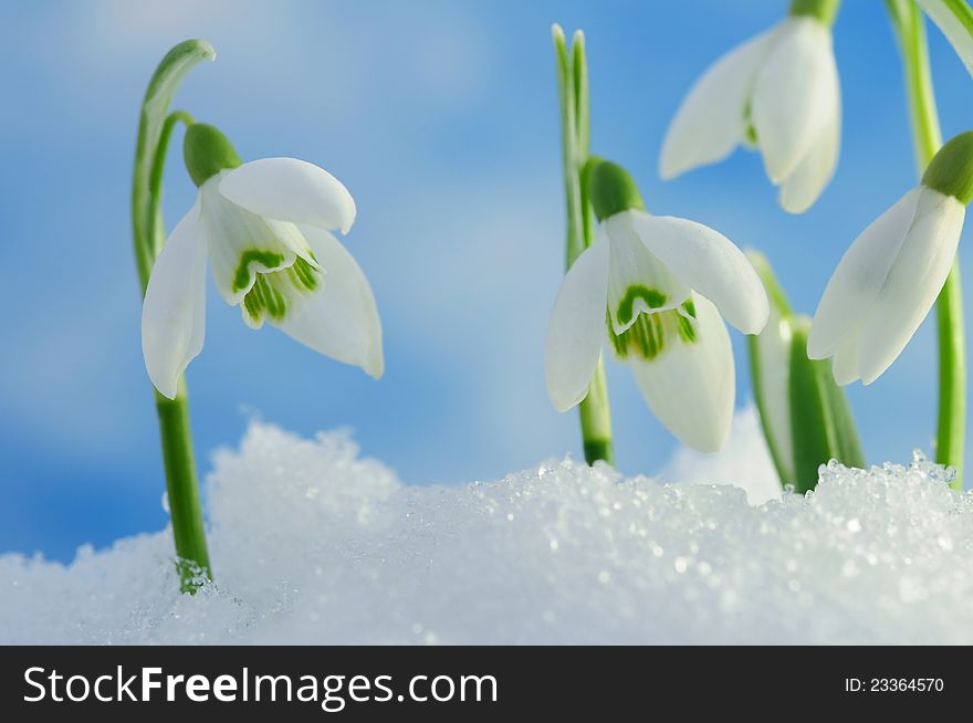 Snowdrops in snow with blurred blue background