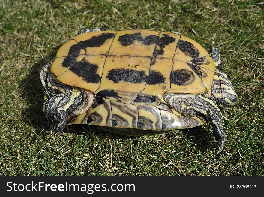 Backside of a red-eared turtle. It latin name is trachemys scripta elegans.