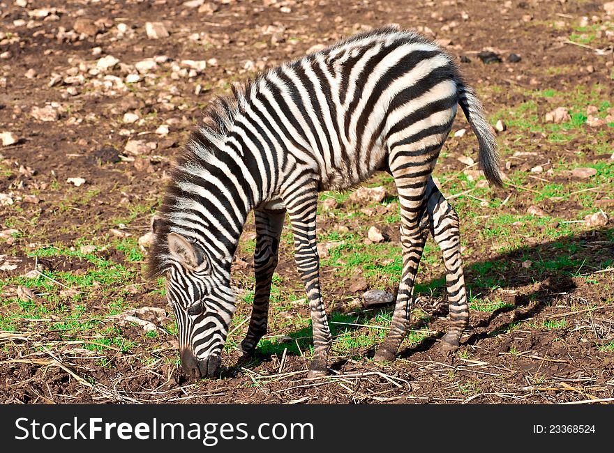 A free child of zebra in the nature