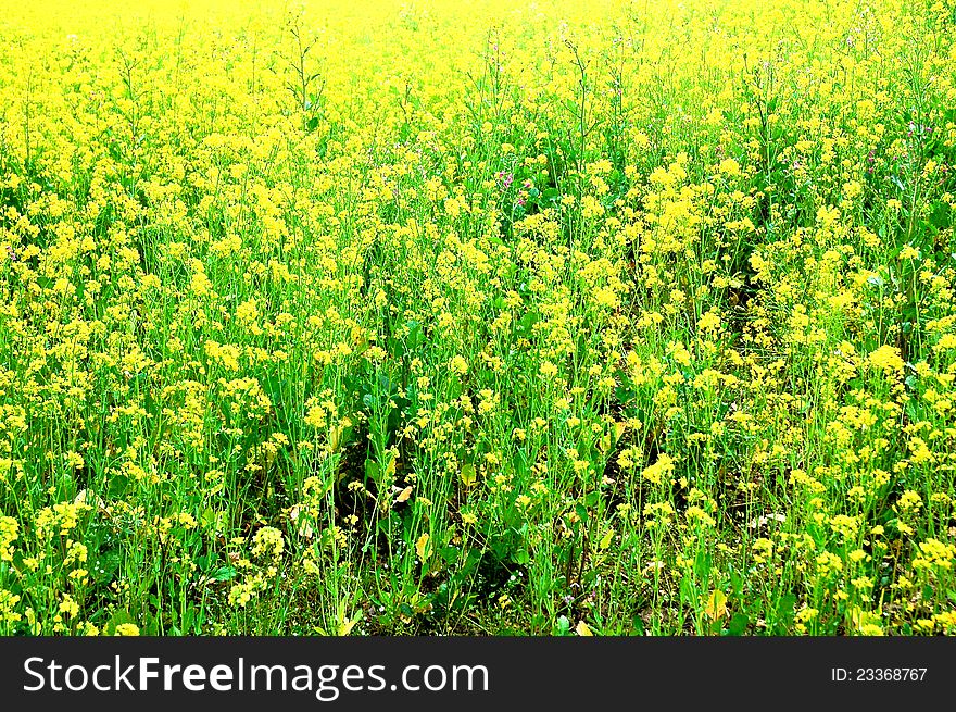 Green and yellow flower camp background. Green and yellow flower camp background