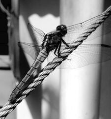 Dragonfly Black & White Version | Grig-hopper Royalty Free Stock Photos