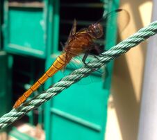 Grig Hopper | Dragonfly Stock Photography