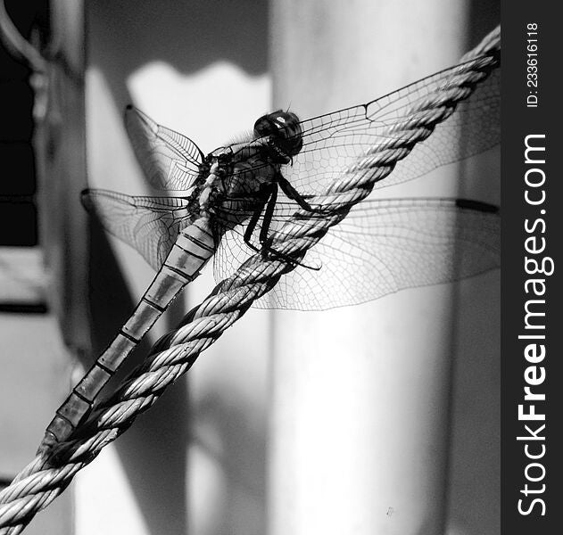 Dragonfly black & white version | Grig-hopper