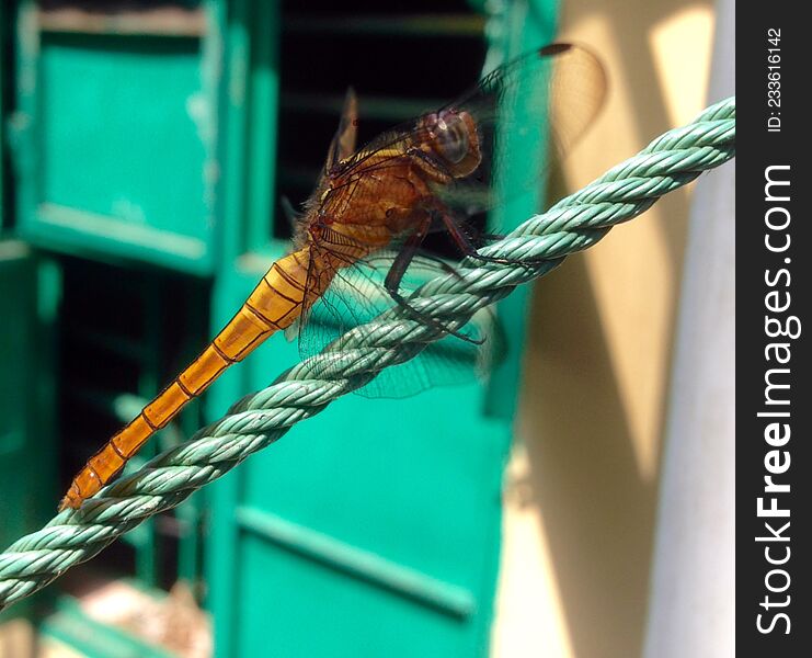 Grig Hopper | Dragonfly