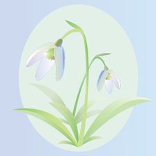 Snowdrop Royalty Free Stock Images