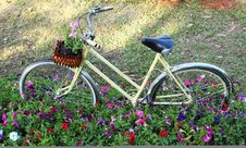 Old Bicycle With Flowers Royalty Free Stock Photography