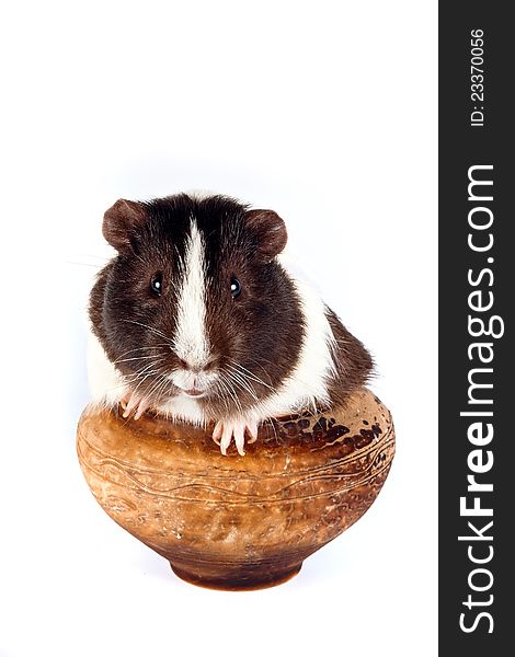 Guinea pigs in a clay pot on a white background