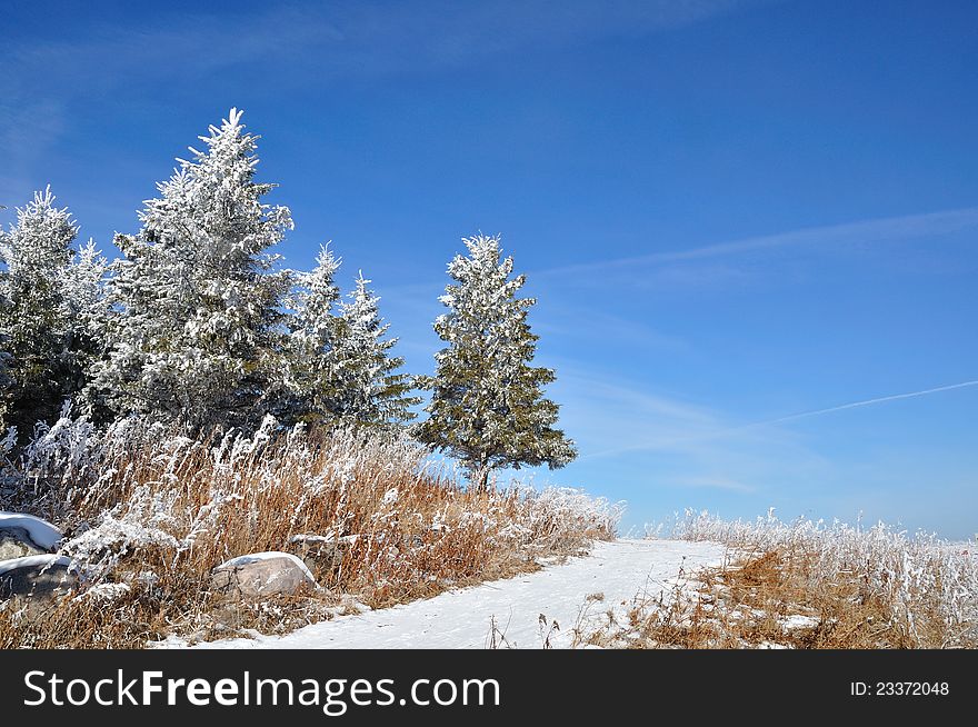 Winter trail with frosted spruce tree. Winter trail with frosted spruce tree