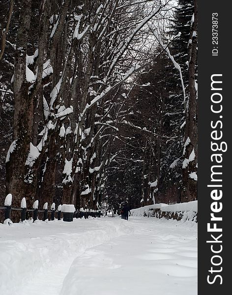 Man made footpath in a massive snow coat. Man made footpath in a massive snow coat