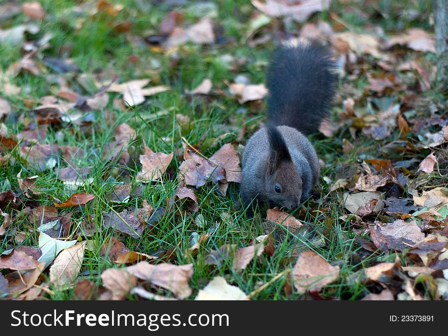 Squirrel forging through fallen leaves