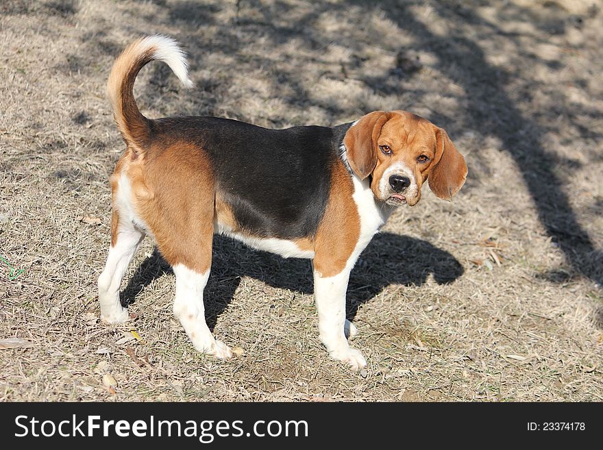 Cute beagle dog is enjoying a monday afternoon
