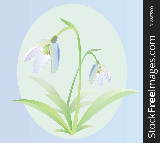 Snowdrop flower, good for postcards and other illustrations