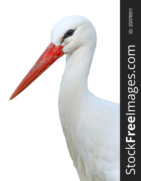 White Stork  isolated on white background