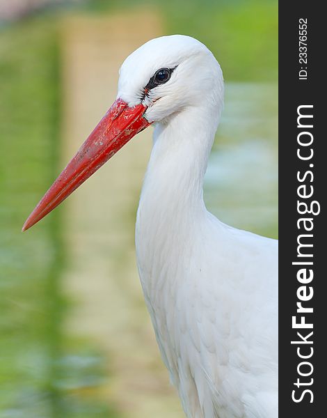 Head of a stork on the lake background