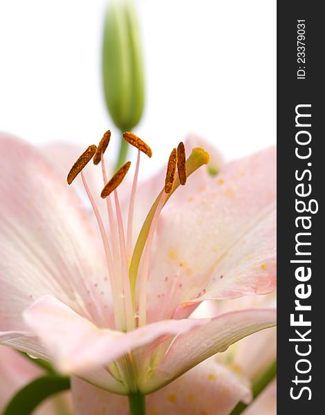 Close up shot of tiger lily flower