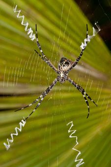 Argiope Lobata Spider. Stock Photography Argiope Lobata Spider. Stock Photography
