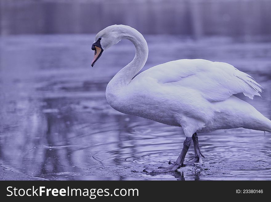 A swan at the icy pond in the spring morning.