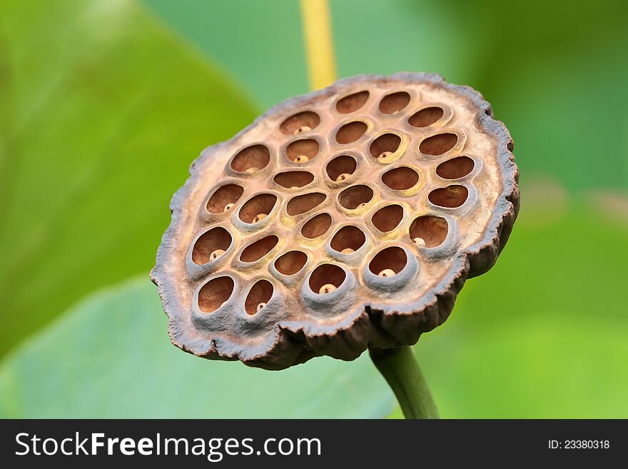 Closeup picture of a lotus flower seedpod. Closeup picture of a lotus flower seedpod