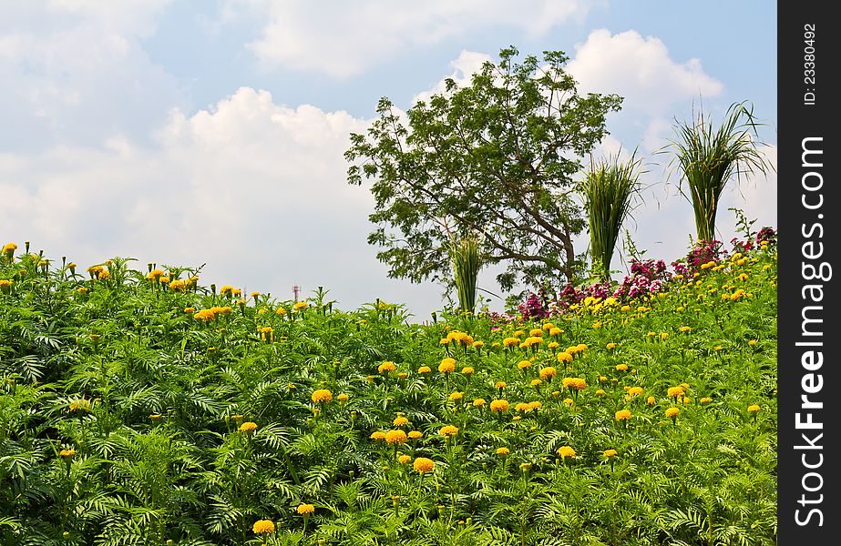 Yellow Marigold Flowers