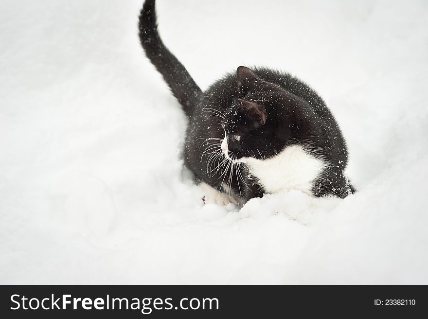 Black and white cat walking in the snow.