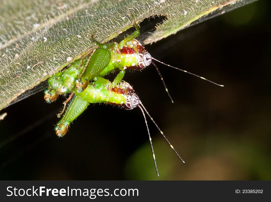 Mating Crickets.